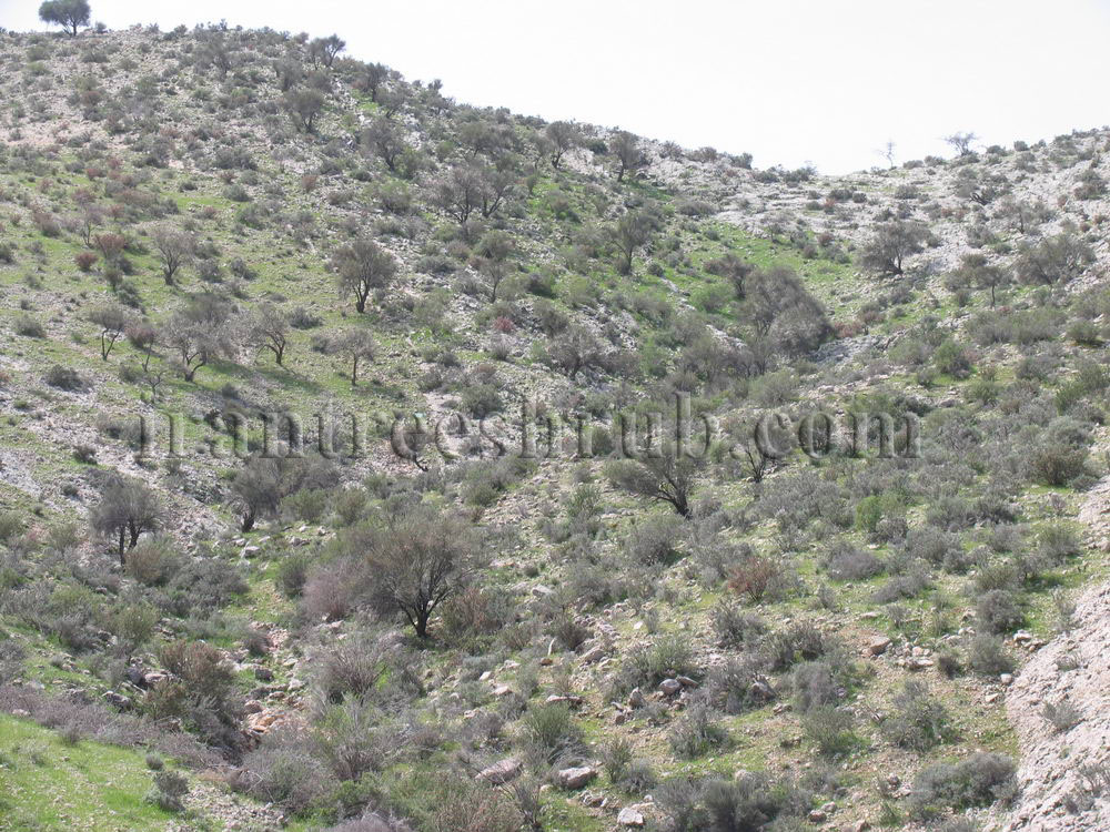 ارژن / بادام کوهی